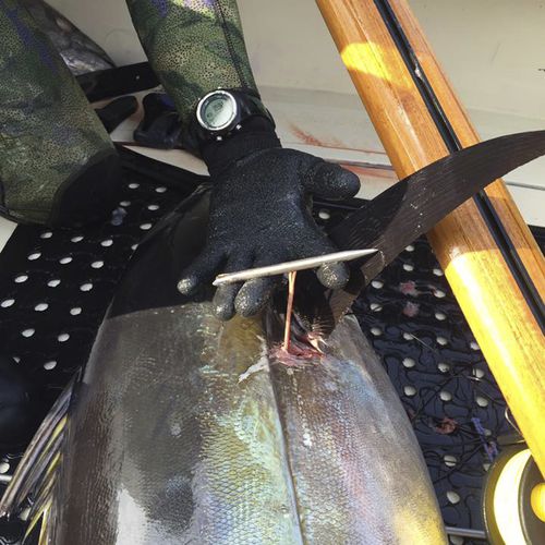 鱼串组 - Slip Tip - Ulusub Spearfishing Co.