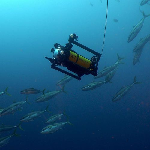 摄影无人水下航行器 - Luna - Boxfish Research - 电影摄影 / 摄影测量 / 线缆式