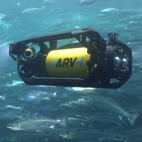 观察ROV - ARV-i - Boxfish Research