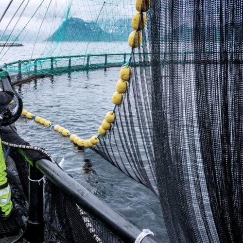 水产养殖网 - Vónin - 鱼类养殖网箱