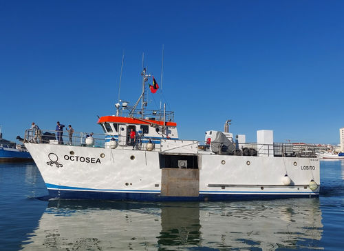 多功能渔船专业船 - OCTOSEA - Estaleiros Navais de Peniche - 复合材料 / 多用途